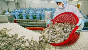 “Bắt mạch” cơ hội thị trường cho xuất khẩu tôm Việt