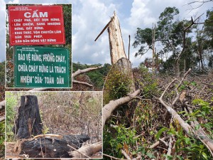 Hàng ngàn hecta rừng bị phá để làm rẫy