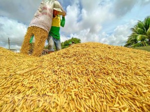 Nguyên nhân khiến giá gạo giảm xuống mức thấp nhất trong 1,5 năm