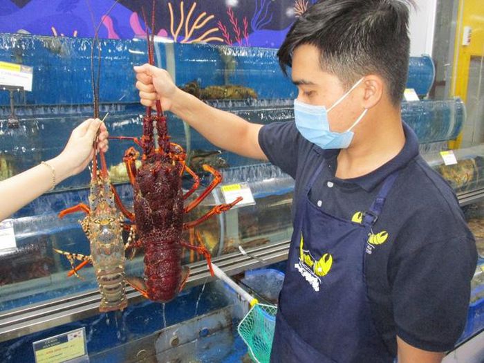 Tôm hùm đỏ khổng lồ Nam Úc lần đầu xuất hiện tại thị trường Việt Nam